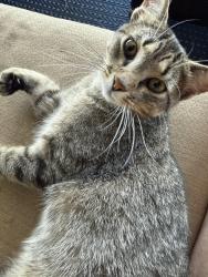 Found/Stray Unknown Cat last seen Memorial and Bryant , Edmond, OK 73034