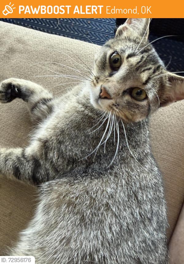 Found/Stray Unknown Cat last seen Memorial and Bryant , Edmond, OK 73034