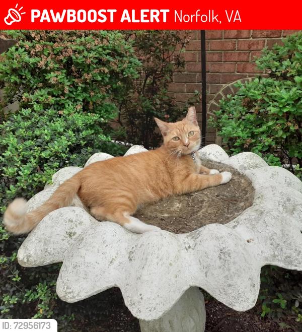 Lost Female Cat last seen Botetourt Gardens and Westover Ave, Norfolk, VA 23507