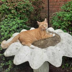 Lost Female Cat last seen Botetourt Gardens and Westover Ave, Norfolk, VA 23507
