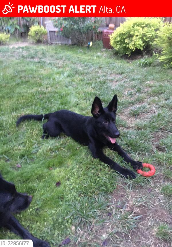 Lost Female Dog last seen Mooney Ridge Road, Alta, CA 95701