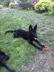 Lost Female Dog last seen Mooney Ridge Road, Alta, CA 95701