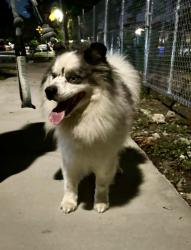 Reunited Male Dog last seen SW 19th Ave & SW 24th Terrace, Miami, FL 33145