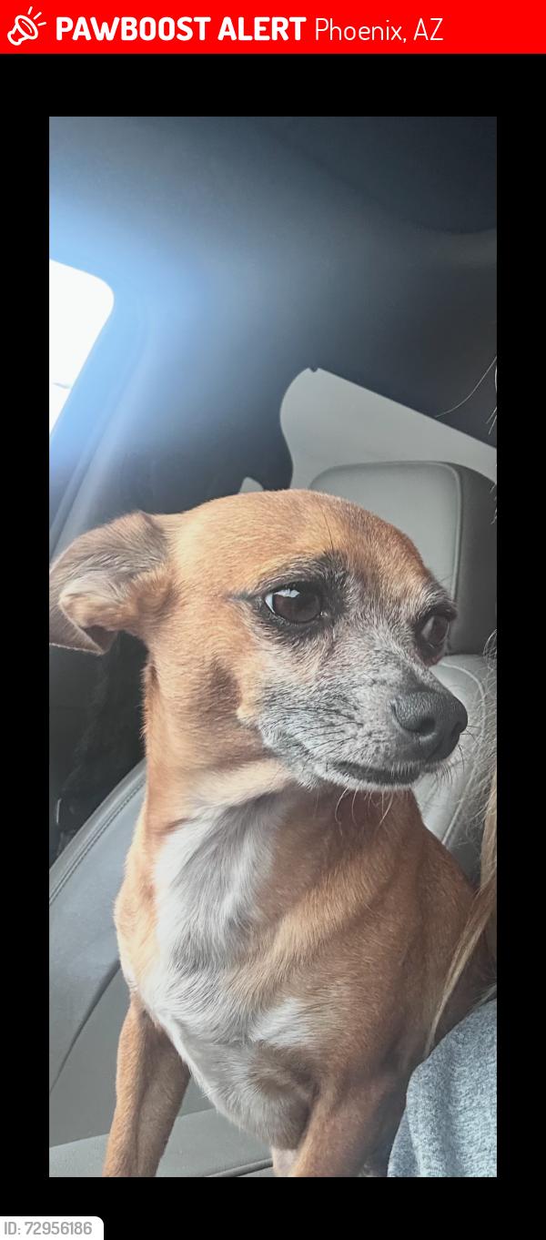 Lost Male Dog last seen 67th ave and broadway , Phoenix, AZ 85043
