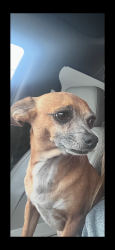 Lost Male Dog last seen 67th ave and broadway , Phoenix, AZ 85043
