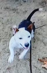 Lost Male Dog last seen Columbus and chester, Bakersfield, CA 93311