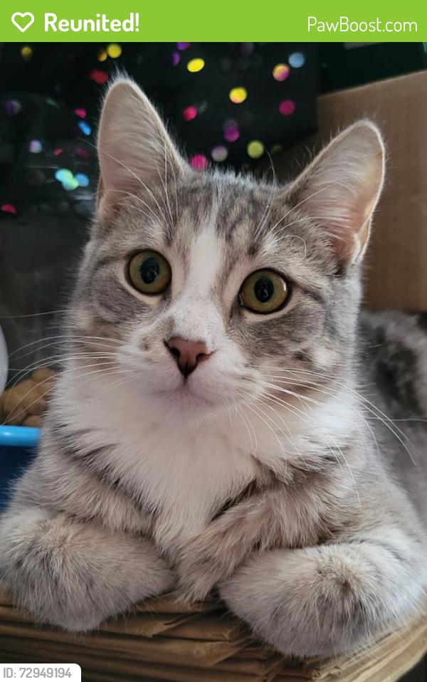 Reunited Female Cat last seen Ross and Capital, Auburn, NY 13021