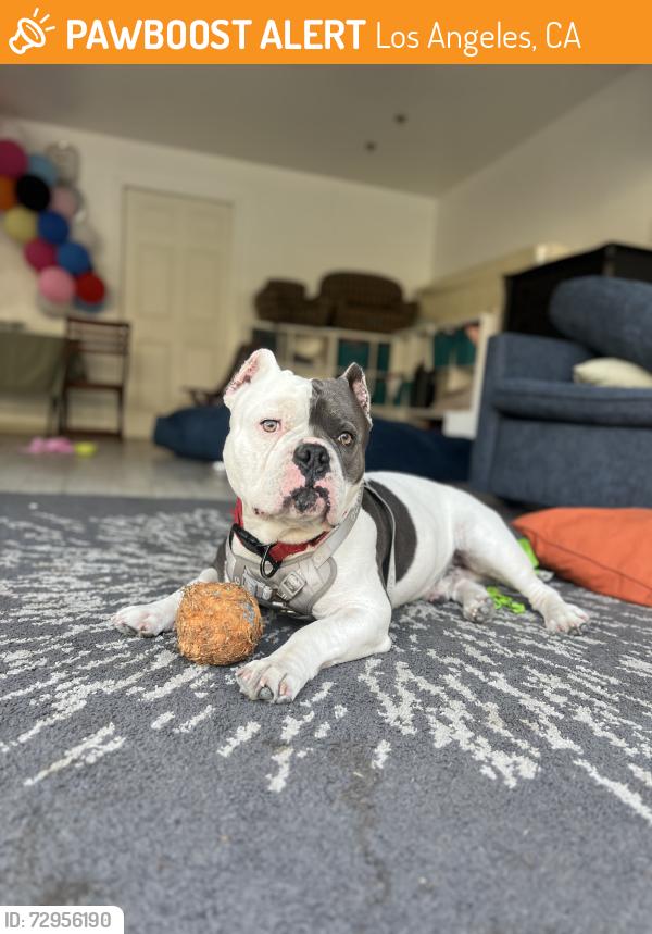Found/Stray Male Dog last seen 63rd street and La Tijera, Los Angeles, CA 90043