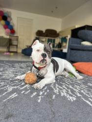 Found/Stray Male Dog last seen 63rd street and La Tijera, Los Angeles, CA 90043