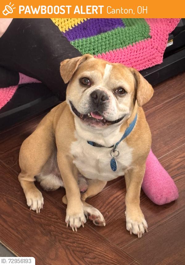 Found/Stray Male Dog last seen Ohio Ave and Winfield Way NE, Canton, OH 44705