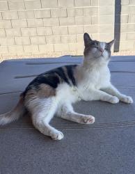 Reunited Female Cat last seen Surprise, AZ, Surprise, AZ 85387
