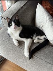 Lost Male Cat last seen Bellevue Ave between the Offline Cafe and the Lookout Bar, Seattle, WA 98102