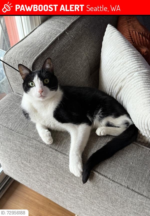 Lost Male Cat last seen Bellevue Ave between the Offline Cafe and the Lookout Bar, Seattle, WA 98102