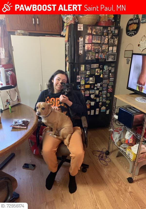Lost Female Dog last seen Earl and Wakefield , Saint Paul, MN 55106