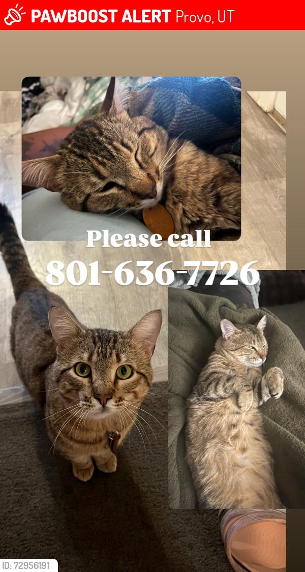 Lost Male Cat last seen Dixon middle school , Provo, UT 84601