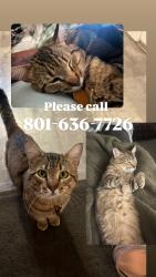 Lost Male Cat last seen Dixon middle school , Provo, UT 84601