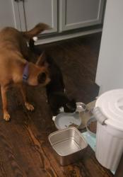 Reunited Male Cat last seen Intersection of Woodland Ave. and Creston Rd., Raleigh, NC 27608