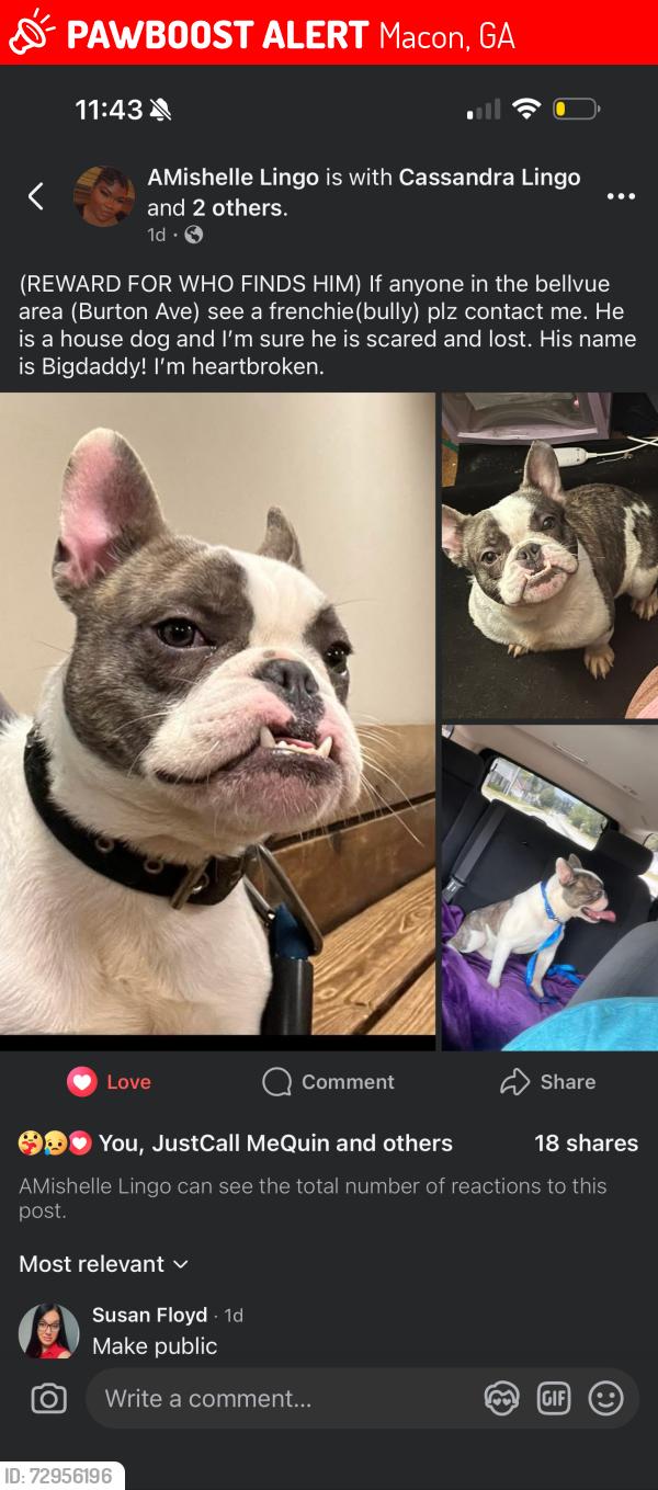 Lost Male Dog last seen Burton Ave Macon Ga , Macon, GA 31204