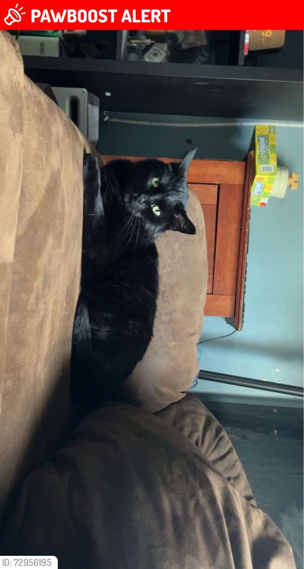 Lost Male Cat last seen 8th and Michigan , South Milwaukee, WI 53172