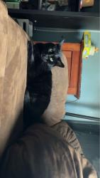 Lost Male Cat last seen 8th and Michigan , South Milwaukee, WI 53172