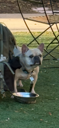 Lost Male Dog last seen Mason St and N Palmetto , San Antonio, TX 78208