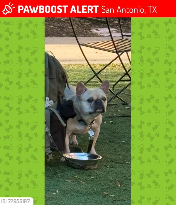 Lost Male Dog last seen Mason St and N Palmetto , San Antonio, TX 78208