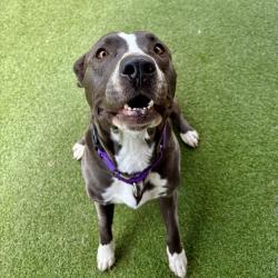 Shelter Stray Female Dog last seen Near Oakwood Lane, Oceanside, CA, 92054, Oceanside, CA 92058