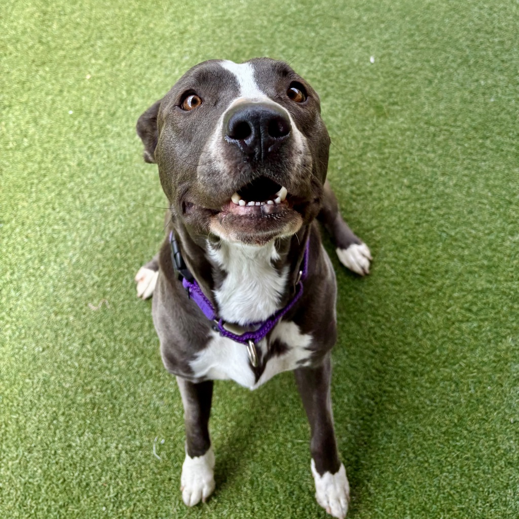 Shelter Stray Female Dog last seen Near Oakwood Lane, Oceanside, CA, 92054, Oceanside, CA 92058
