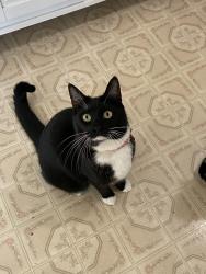 Reunited Female Cat last seen Harder rd and Jackson street, Hayward, CA 94544