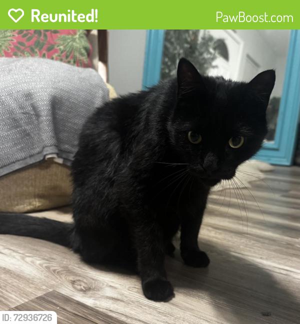 Reunited Male Cat last seen Crescent Lake Dr, St. Petersburg, FL 33713