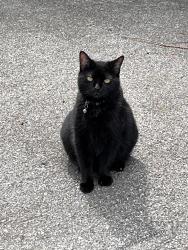 Lost Male Cat last seen Southwest and Cherokee, Johnson City, TN 37604
