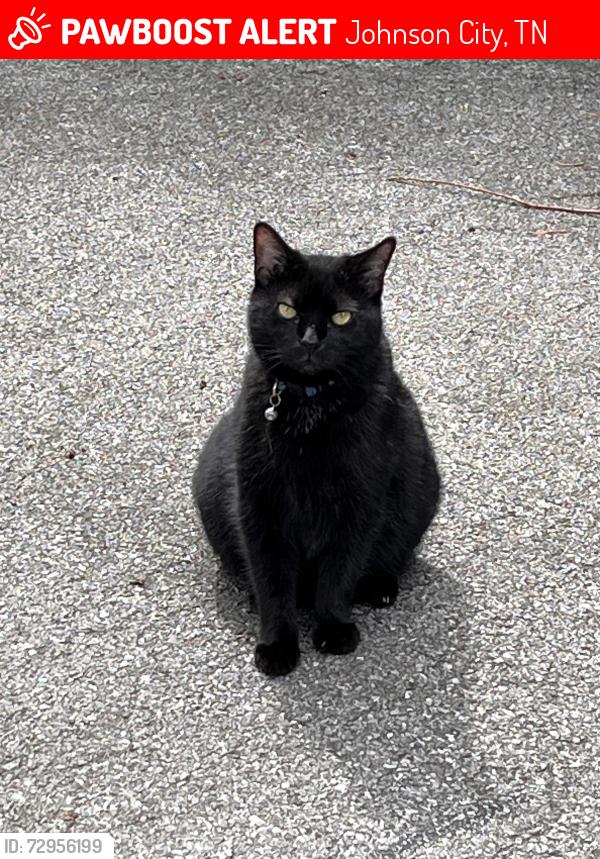 Lost Male Cat last seen Southwest and Cherokee, Johnson City, TN 37604