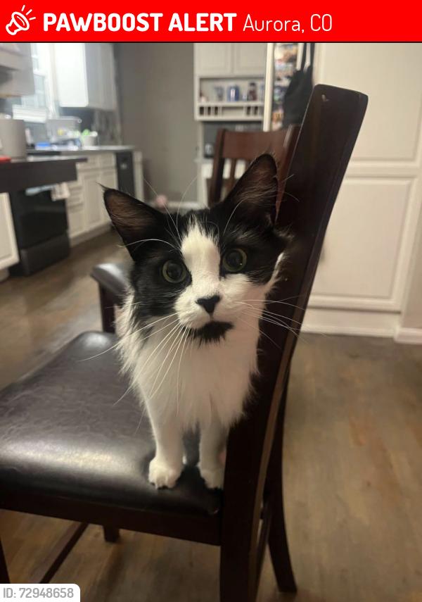 Lost Female Cat last seen Aurora hills middle school, Aurora, CO 80012