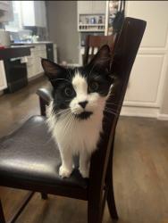 Lost Female Cat last seen Aurora hills middle school, Aurora, CO 80012