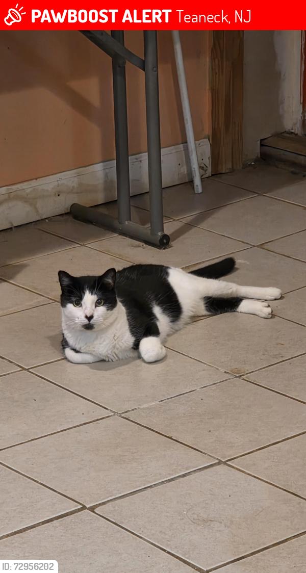 Lost Male Cat last seen Van Buren and queen ann road, Teaneck, NJ 07666
