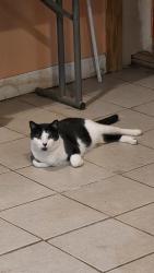 Lost Male Cat last seen Van Buren and queen ann road, Teaneck, NJ 07666