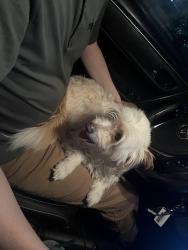 Reunited Female Dog last seen Girard Ave, Denver, CO 80224