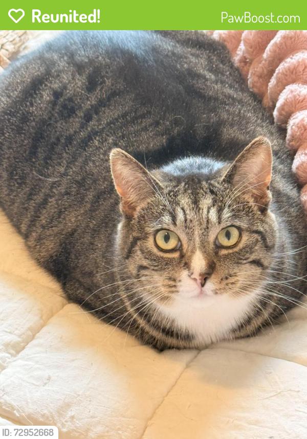 Reunited Female Cat last seen Outside apmt complex, Riverview, MI 48193
