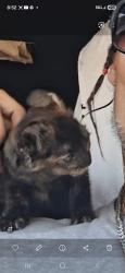 Lost Female Cat last seen Main by motel6, Barstow, CA 92311