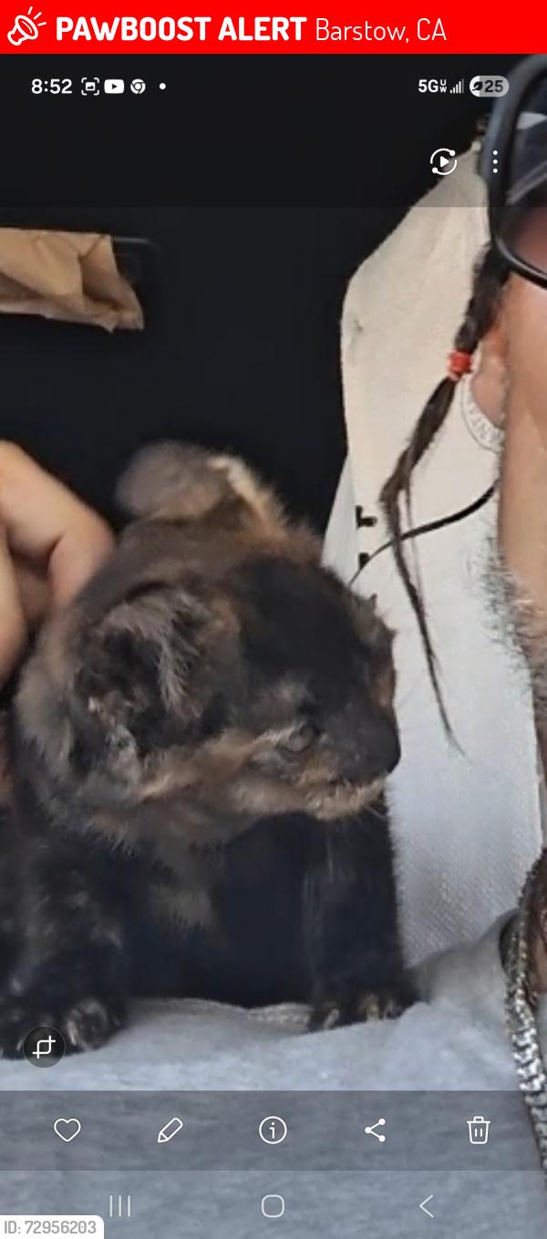Lost Female Cat last seen Main by motel6, Barstow, CA 92311