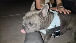 Reunited Female Dog last seen Near Tuni Pueblo Ct, Las Vegas, NV 89183, USA, Las Vegas, NV 89183