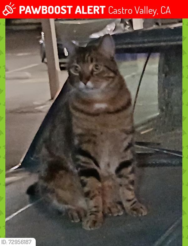 Lost Unknown Cat last seen Center Street near 7/11, Castro Valley, CA 94546