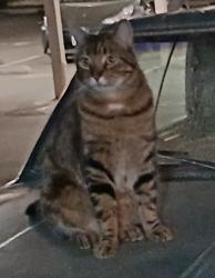 Lost Unknown Cat last seen Center Street near 7/11, Castro Valley, CA 94546