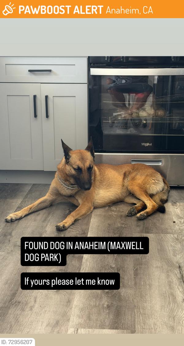 Found/Stray Male Dog last seen Dale and broadway in Anaheim , Anaheim, CA 92804