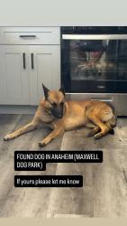 Found/Stray Male Dog last seen Dale and broadway in Anaheim , Anaheim, CA 92804