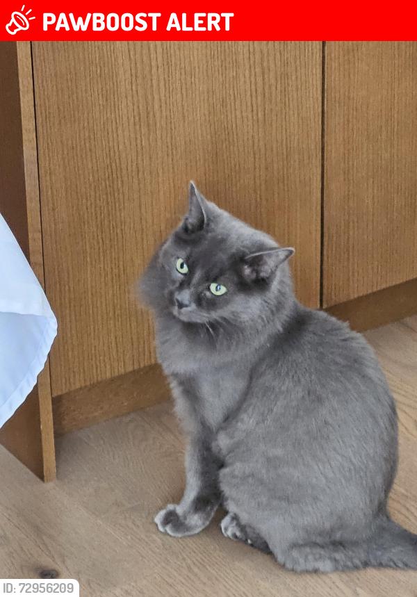 Lost Male Cat last seen Saddleridge Lane , East Saint Paul, MB R2E 0A1