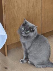 Lost Male Cat last seen Saddleridge Lane , East Saint Paul, MB R2E 0A1