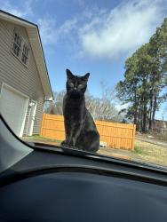 Lost Male Cat last seen Riverside Middle School , Greer, SC 29650