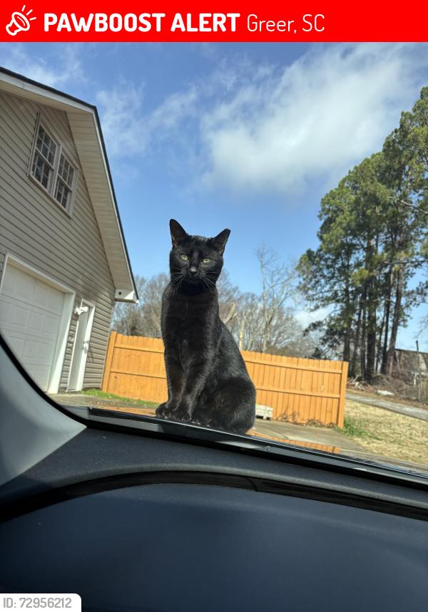 Lost Male Cat last seen Riverside Middle School , Greer, SC 29650
