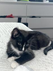 Found/Stray Female Cat last seen Near Pleasant street, Riverside, CA 92507